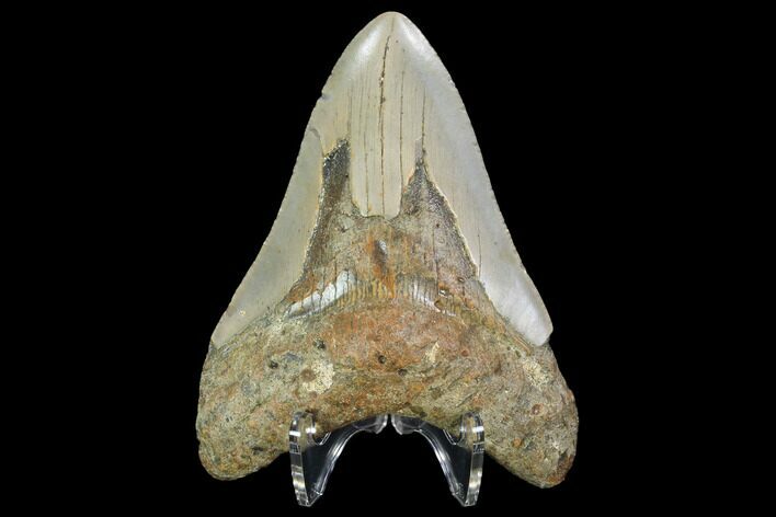 Fossil Megalodon Tooth - North Carolina #98991